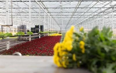 Moet de glastuinbouw nog onder de pachtwetgeving vallen?